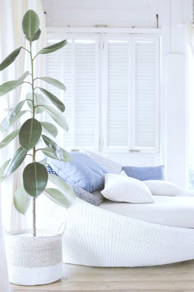 A gorgeous day room with a beautiful house plant next to a large couch.