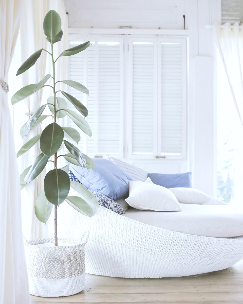 A gorgeous day room with a beautiful house plant next to a large couch.