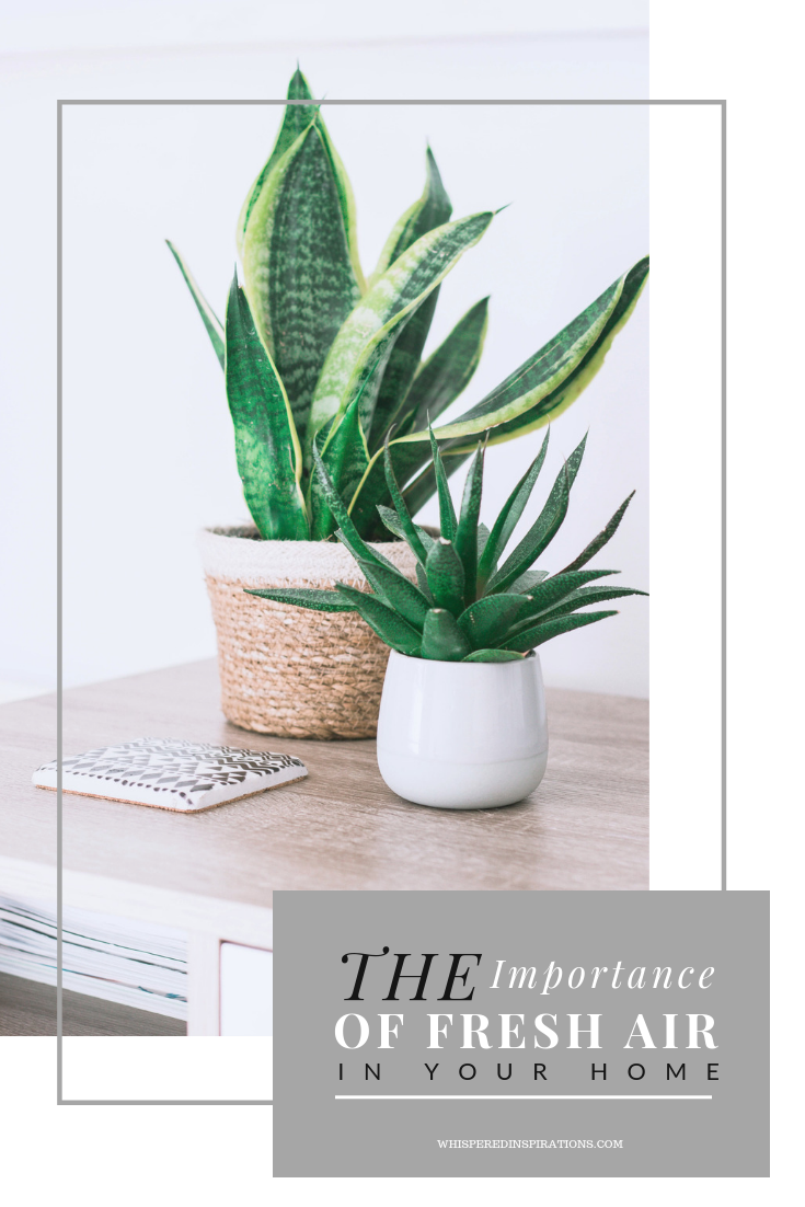 A rattle snake plant and succulent sit on a table in a beautiful home. Below is a banner that reads, "The benefits of fresh air in the home."