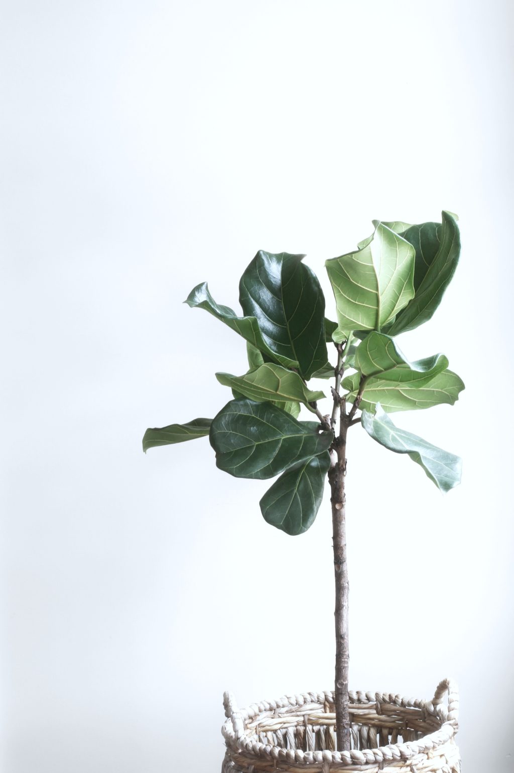 A fern in a basket in front of a white wall. 