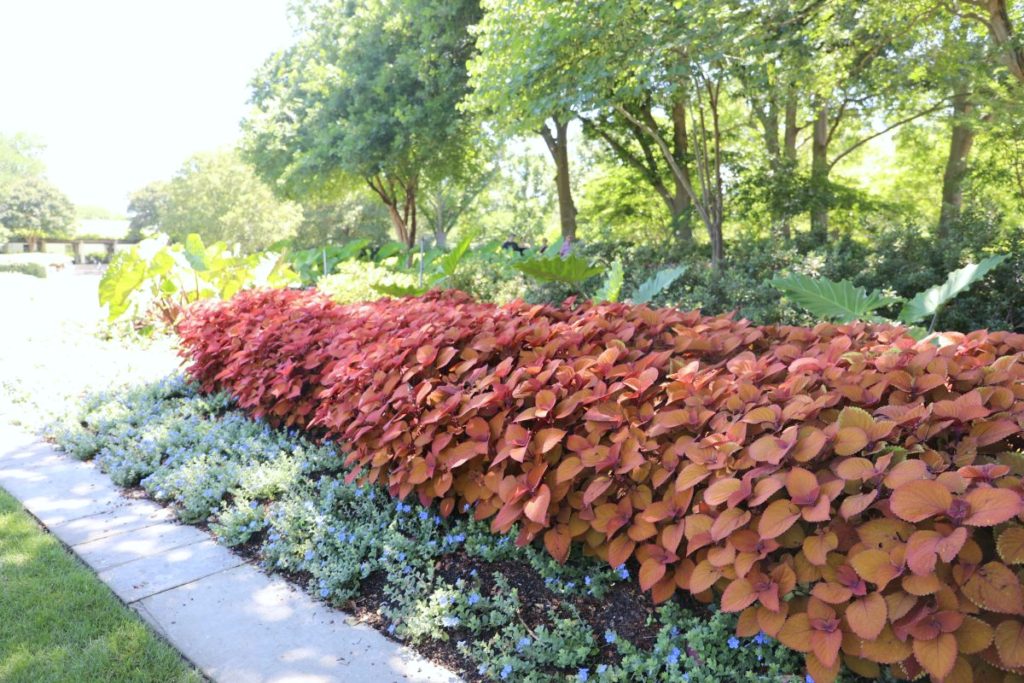Beautiful landscaping where red bushes were used predominantly. 