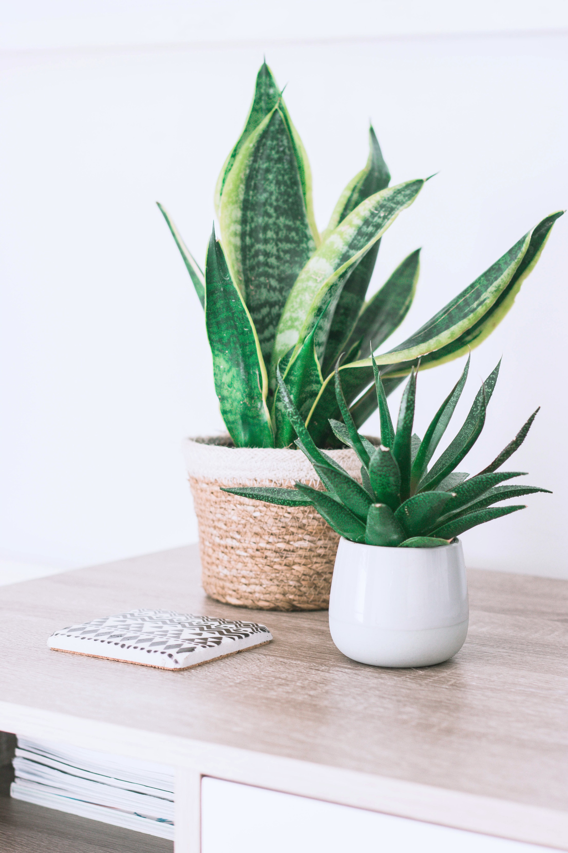 A rattle snake plant and succulent sit on a table in a beautiful home. 