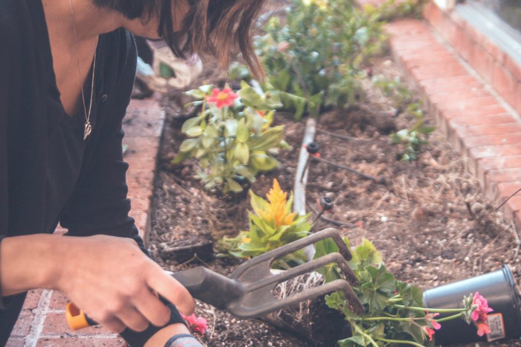 Woman plants perennial flowers in landscaping. She is using a gardening tool.