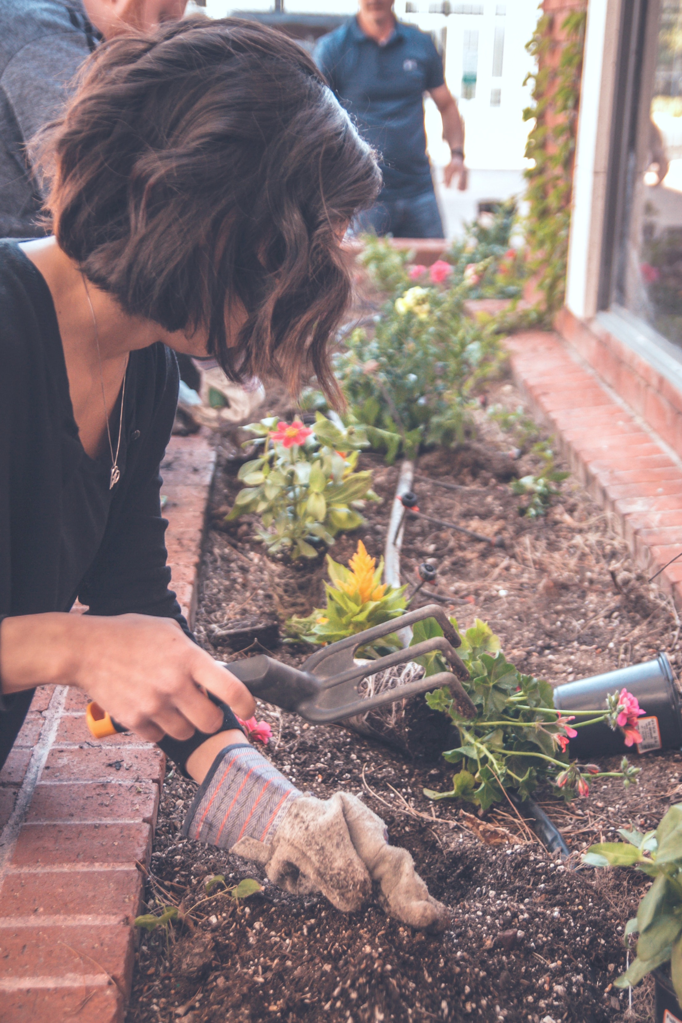 Woman plants perennial flowers in landscaping. She is using a gardening tool. 