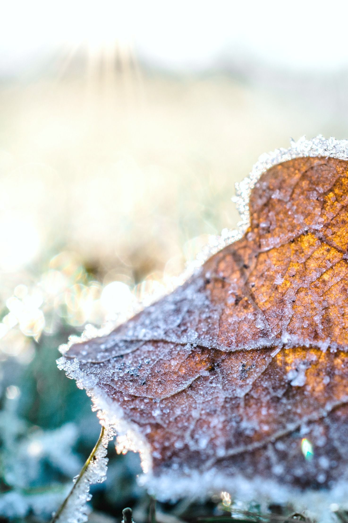 A browned leaf on the ground, there is frost covering it and the grass surrounding it. 