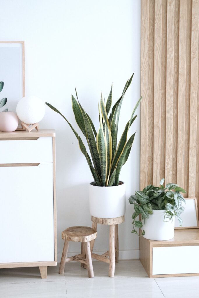 A living room with beautiful plants against a white wall. 