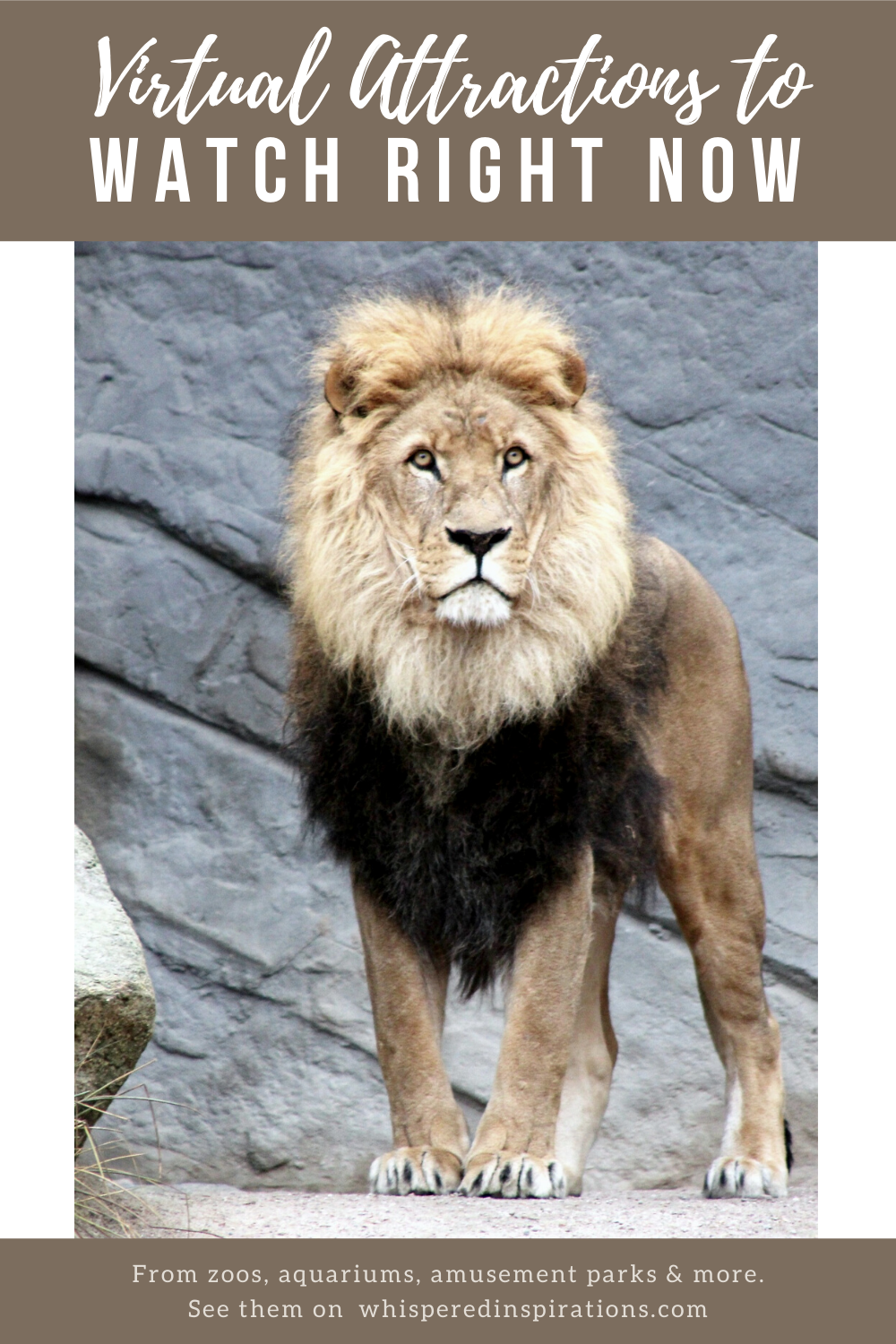 A beautiful lion in a zoo. A banner above reads, "Virtual Attractions to Watch Right Now."