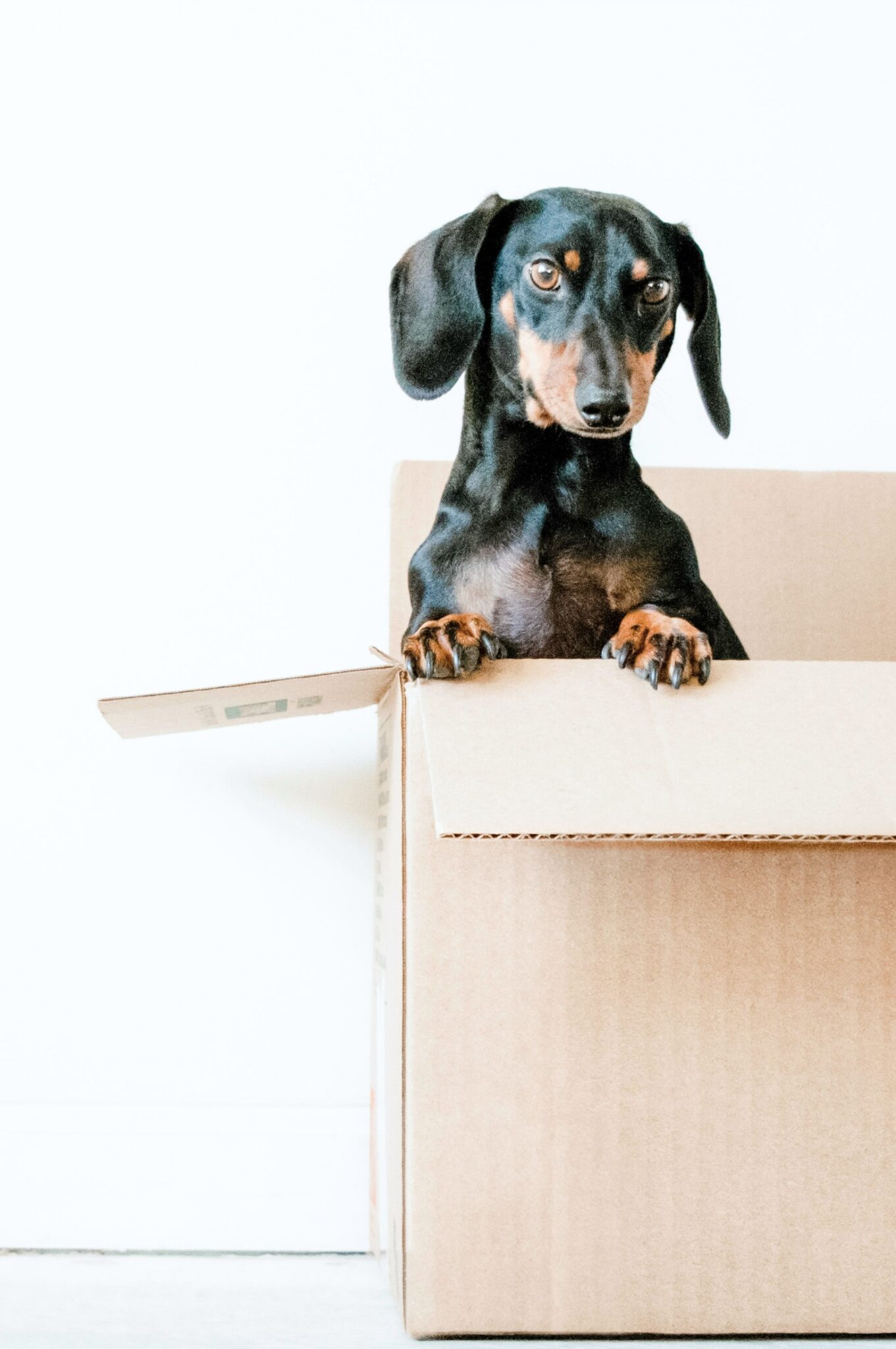 Dog sitting in a box while his owners plan on moving out.