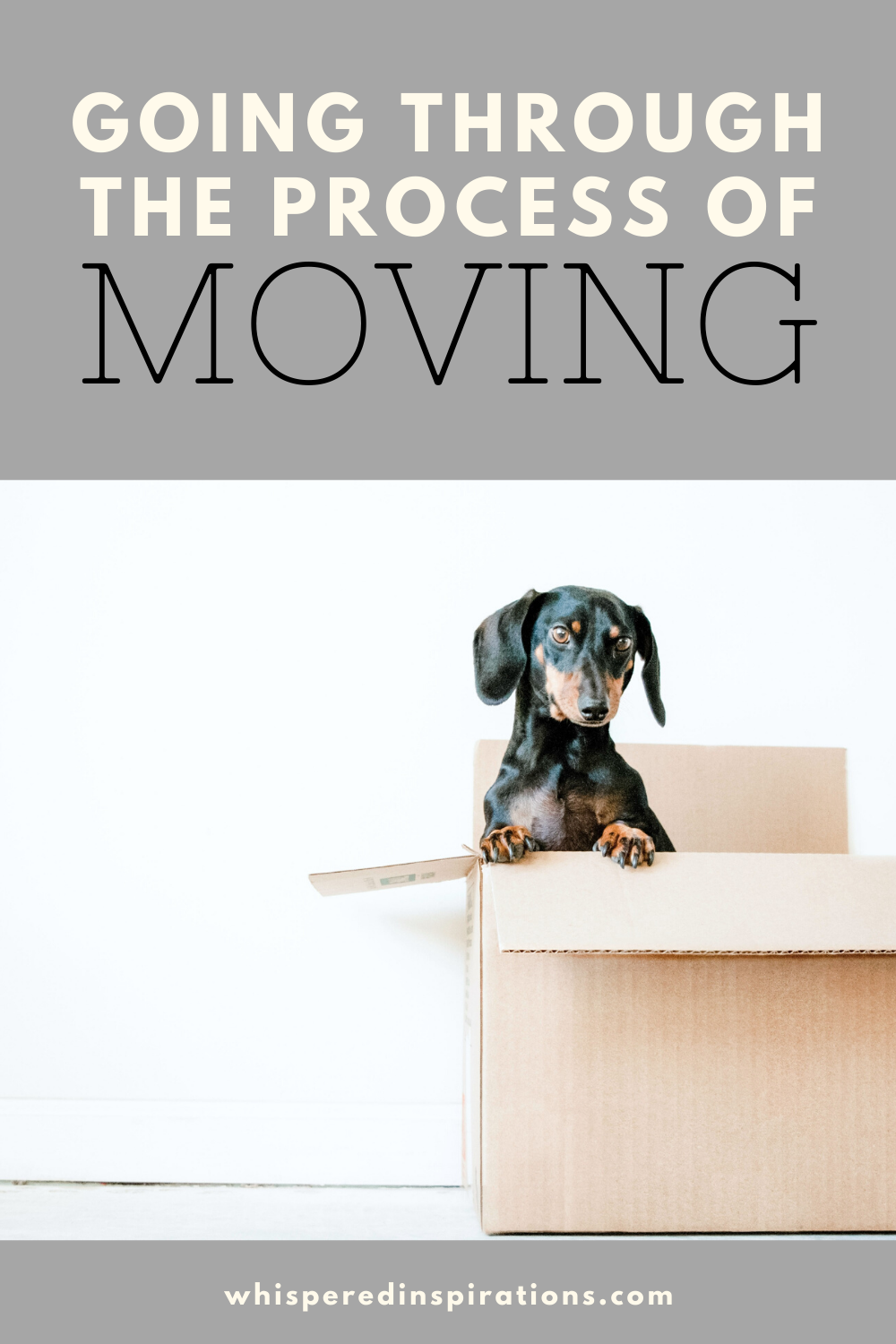 Dog sitting in a box while his owners plan on moving out. A banner reads, "Going through the process of moving."