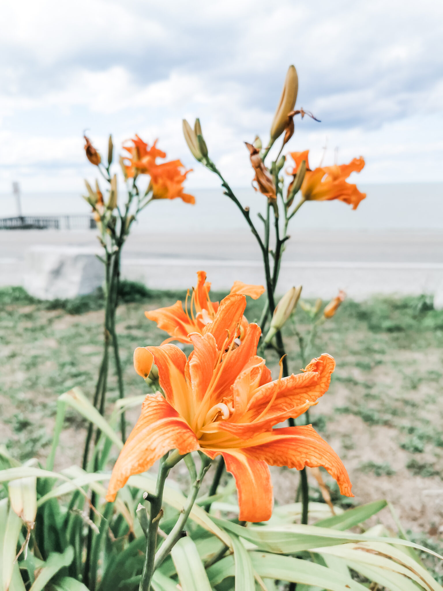 Lily growing next to Lake Huron. During our roadtrip with ProClip USA Jeep accessories. 