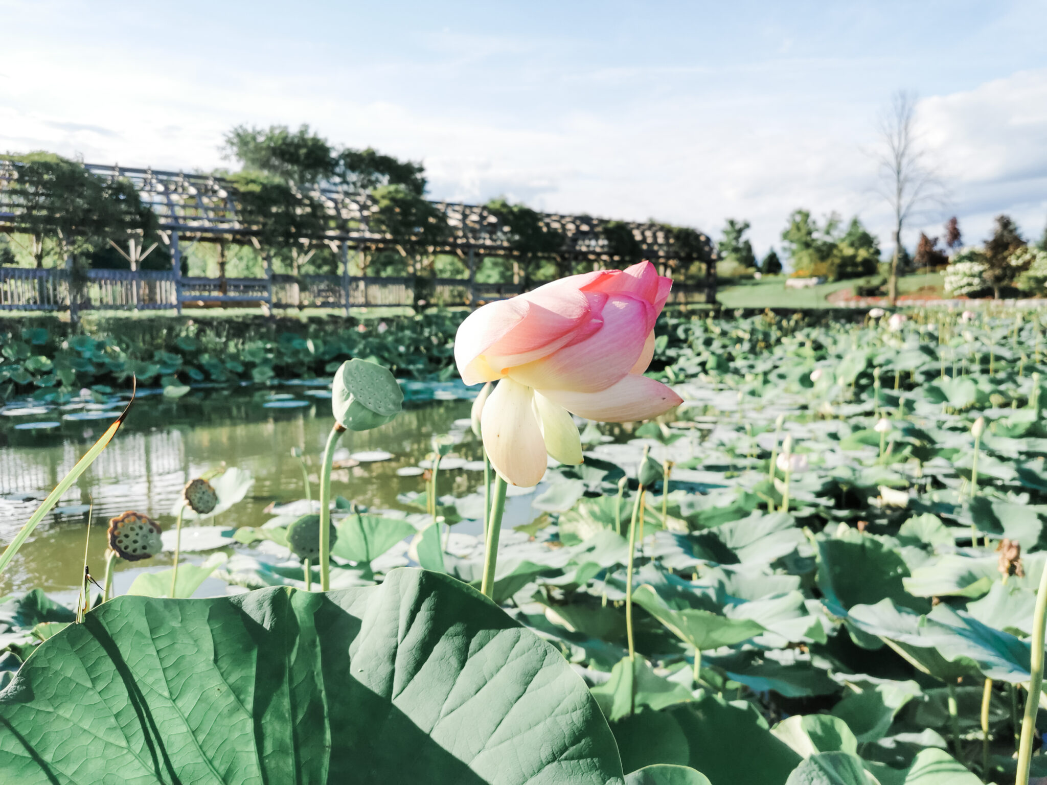 A water lily or lotus in a field. One surprise stop on the way home. 