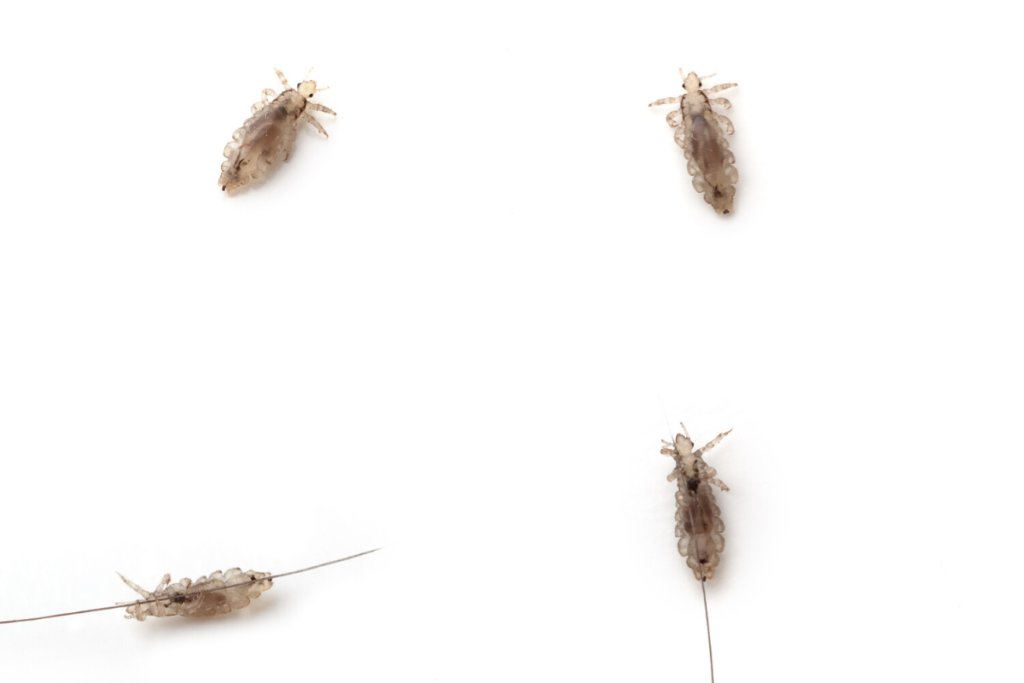 A close up of head lice on hair strands. There are 4 shown. 