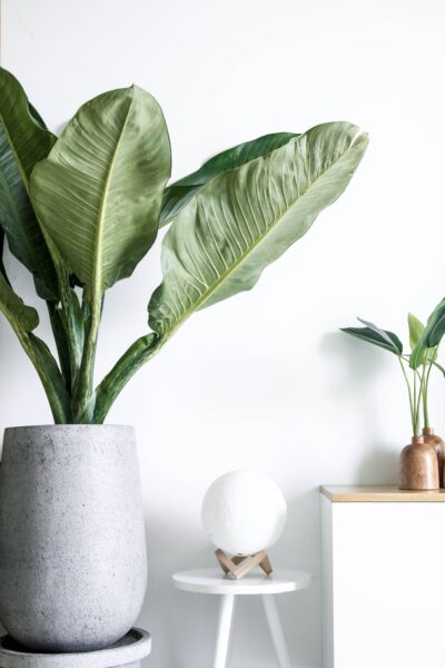 Shelves with beautiful neutral decor and lush green plants. This article touches upon small changes that can make a big difference to your home.