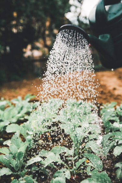 A hand waters a blooming garden, the hose is making a beautiful pour. This article covers how to make a garden everyone will love.