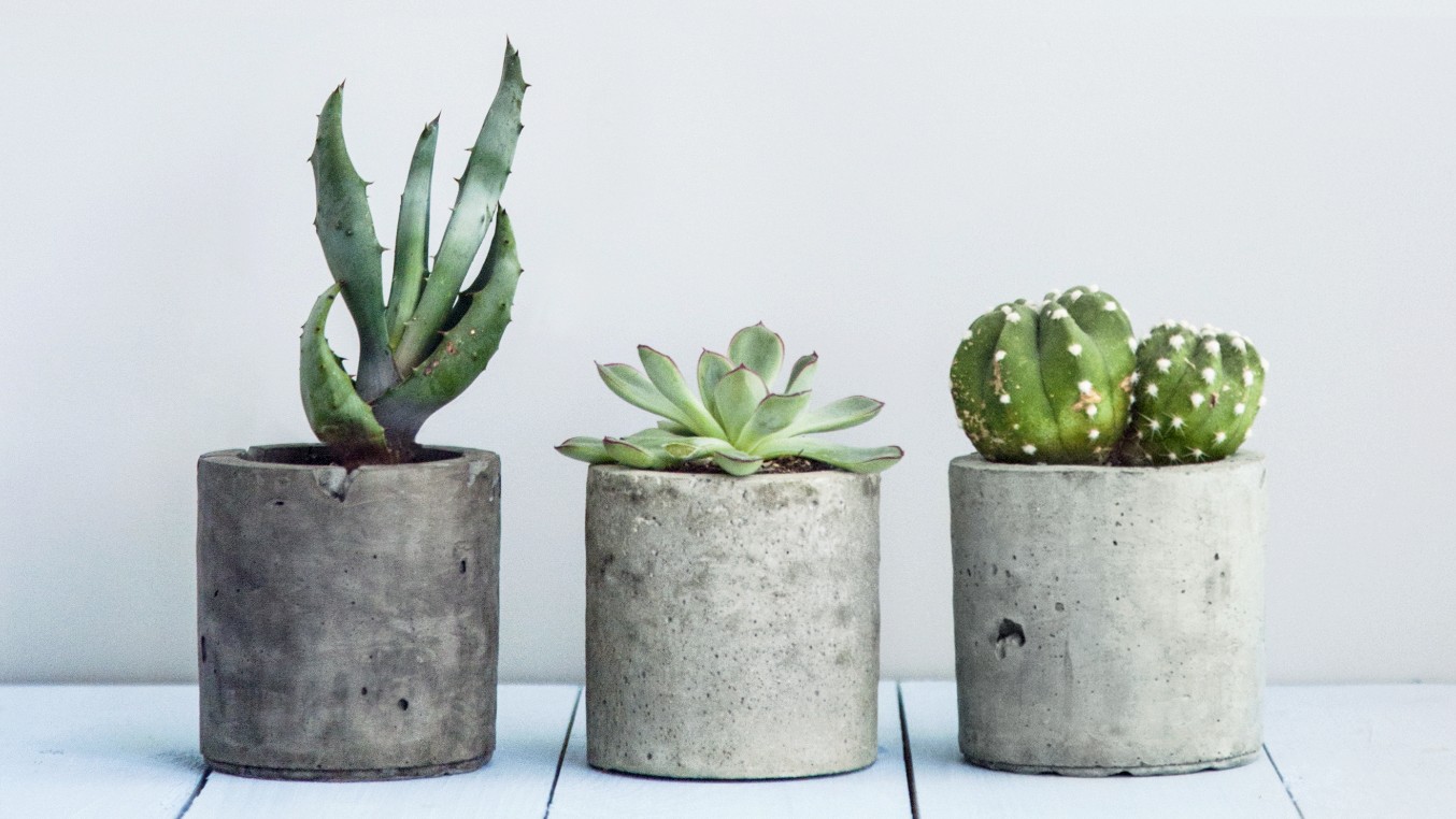 6 Benefits of Growing Succulents in Your Home - Whispered Inspirations