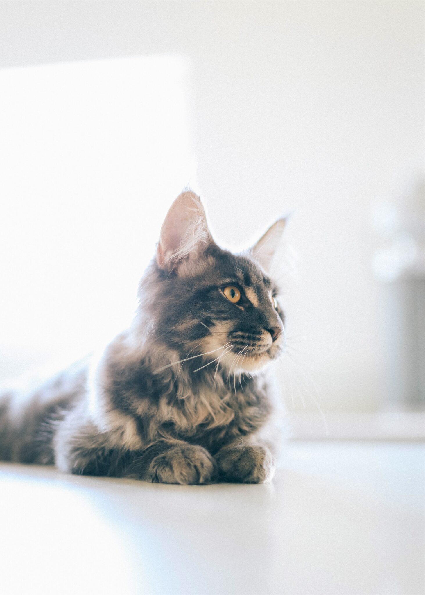 A beautiful cat sits on a bed taking in the sun. This article covers tips for keeping your cat safe this summer. 