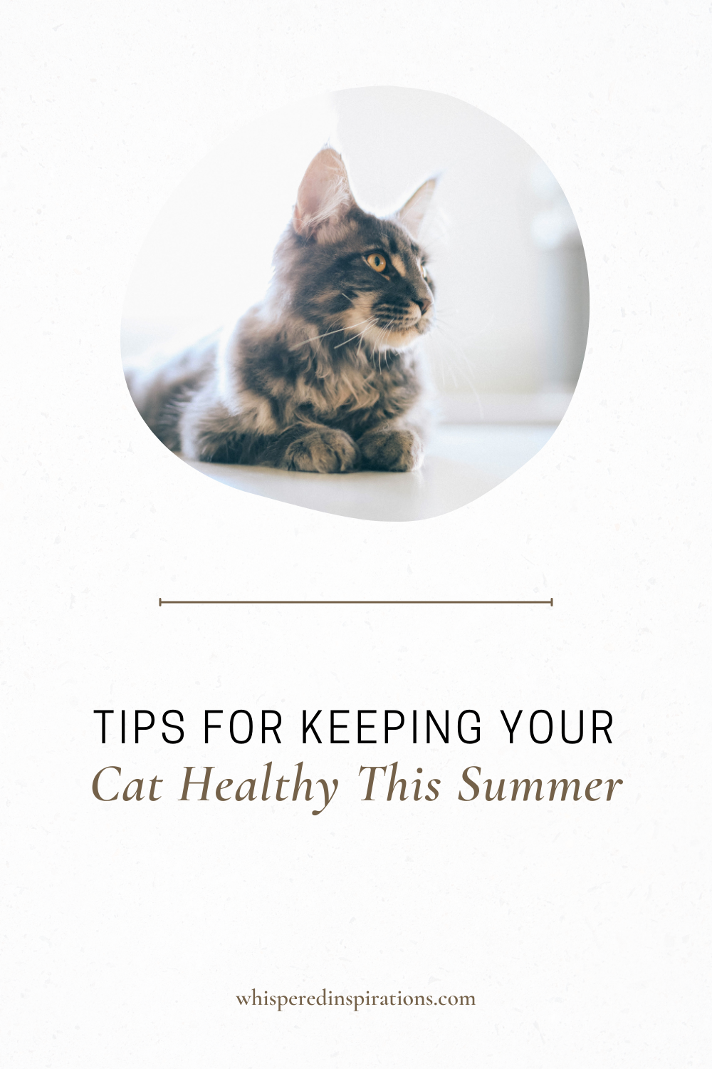 A beautiful cat sits on a bed taking in the sun. This article covers tips for keeping your cat safe this summer.