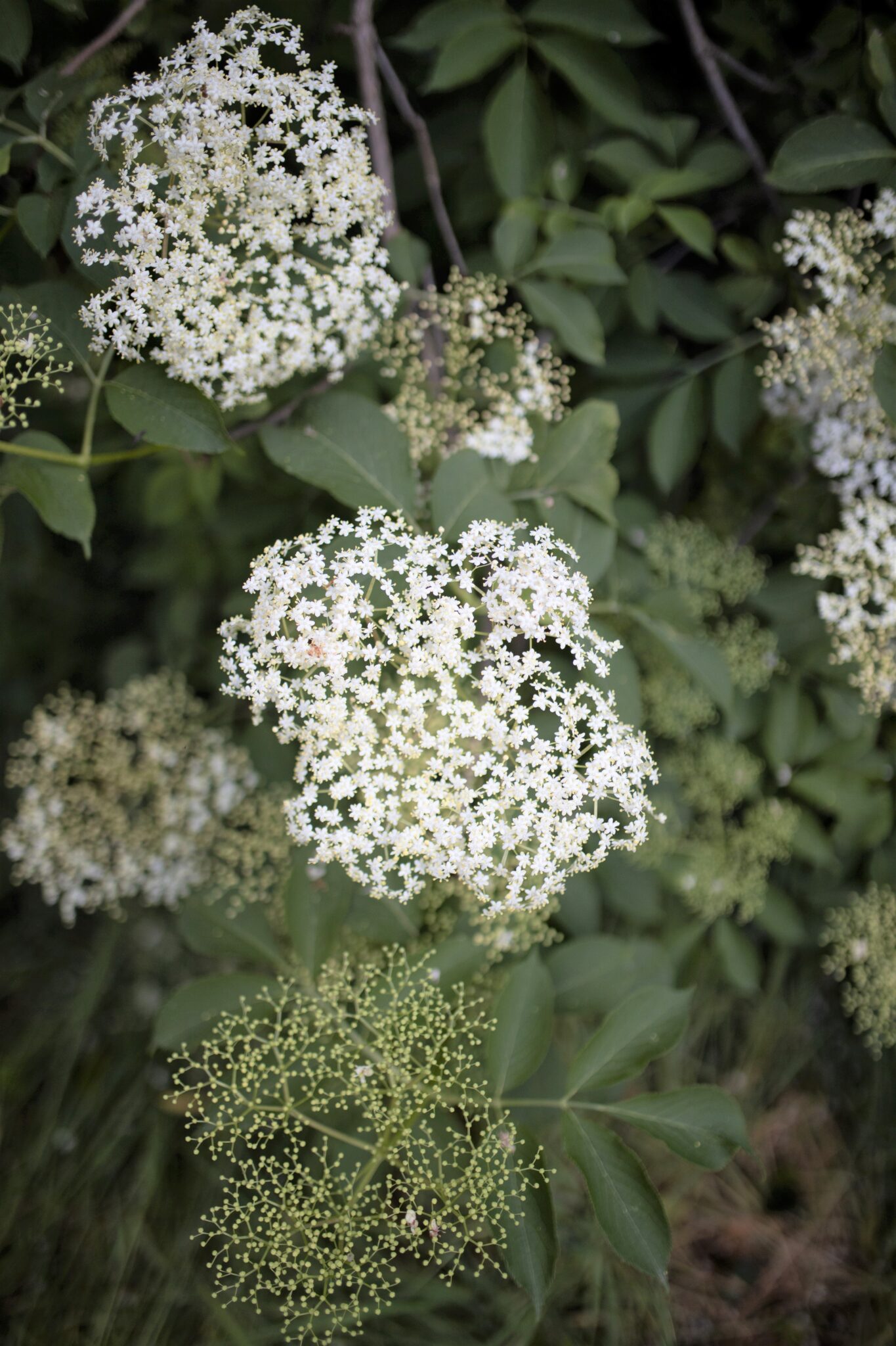 An elderflower plant is pictured, this is where you will find elderberry. This article covers elderberry benefits and how they improve your health. 