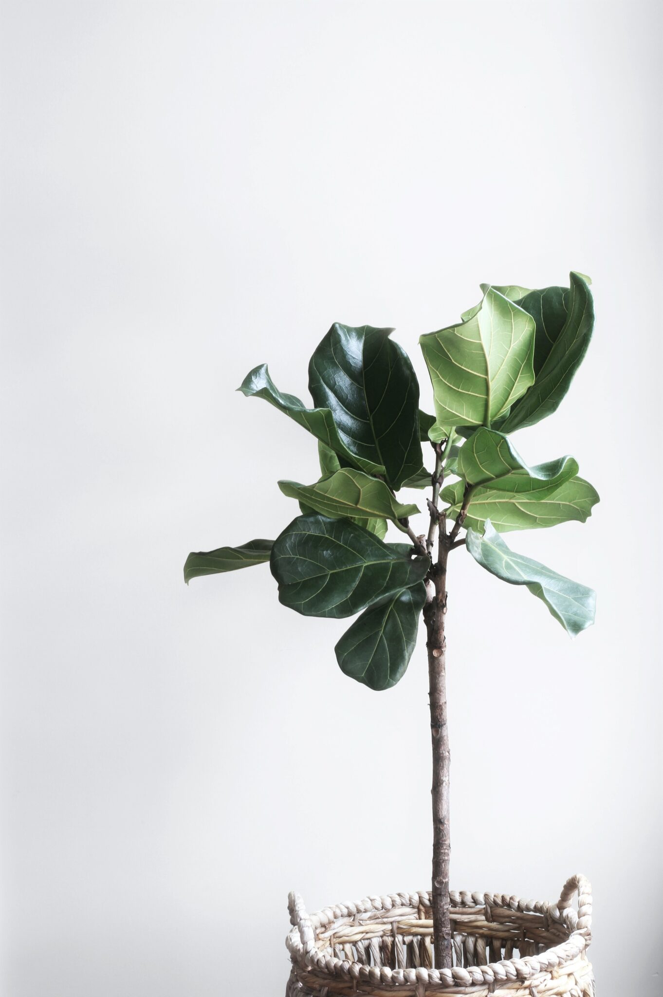 A beautiful fig tree is shown against a light grey wall. This article covers the top things that are necessary for a sustainable life.