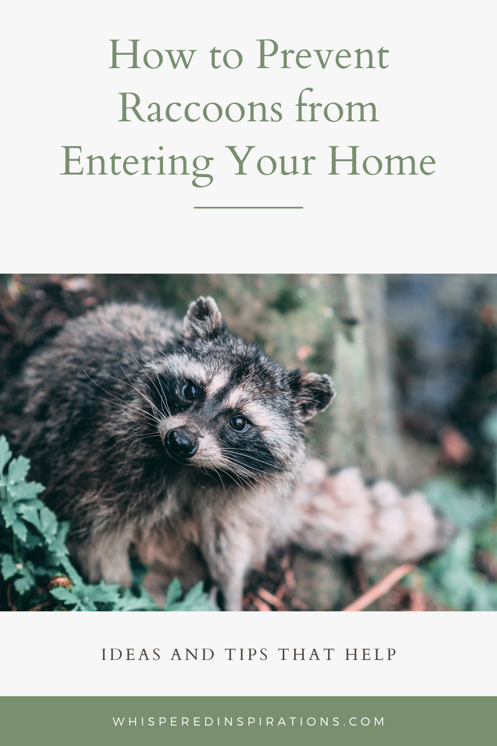 A racoon looks ahead and sits at the base of a tree. This article covers how to prevent racoons from entering your home.