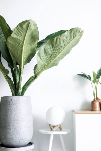 A fiddle leaf plant in a stone vase. There is a console table. This article covers simple tips to take care of your wooden furniture.