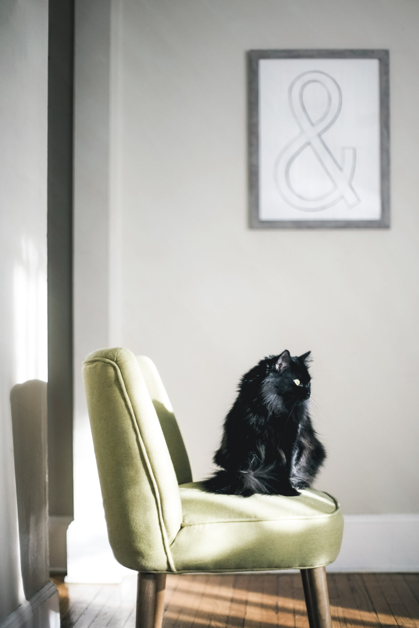 A cat lays on a comfy green chair taking in the sunlight. This article covers 4 things to do when you find pests in your home. 