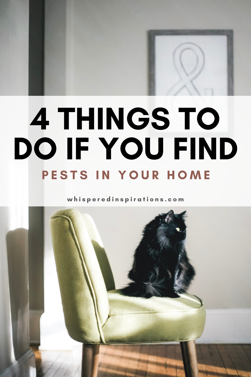 A cat lays on a comfy green chair taking in the sunlight. This article covers 4 things to do when you find pests in your home.