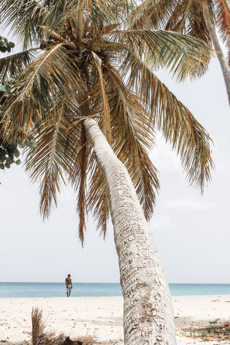 A beautiful palm tree is pictured on a beach and in the background is a man enjoying the beach. This article covers why Sint Maarten is the perfect destination.