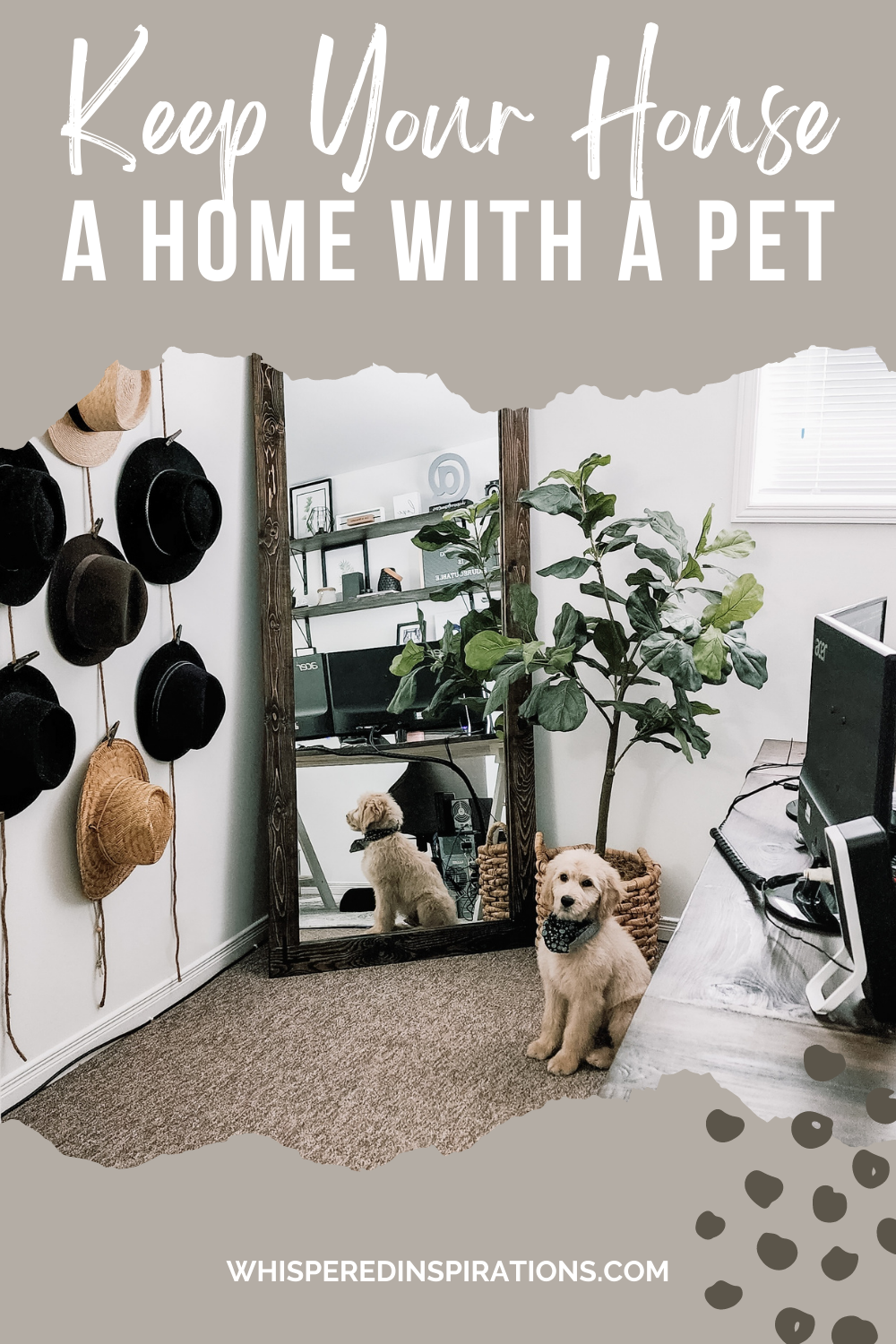 A blonde Goldendoodle sits on the carpet of an office. The office has farmhouse decor, a large full-length  This article covers how to keep your house a home with a pet.