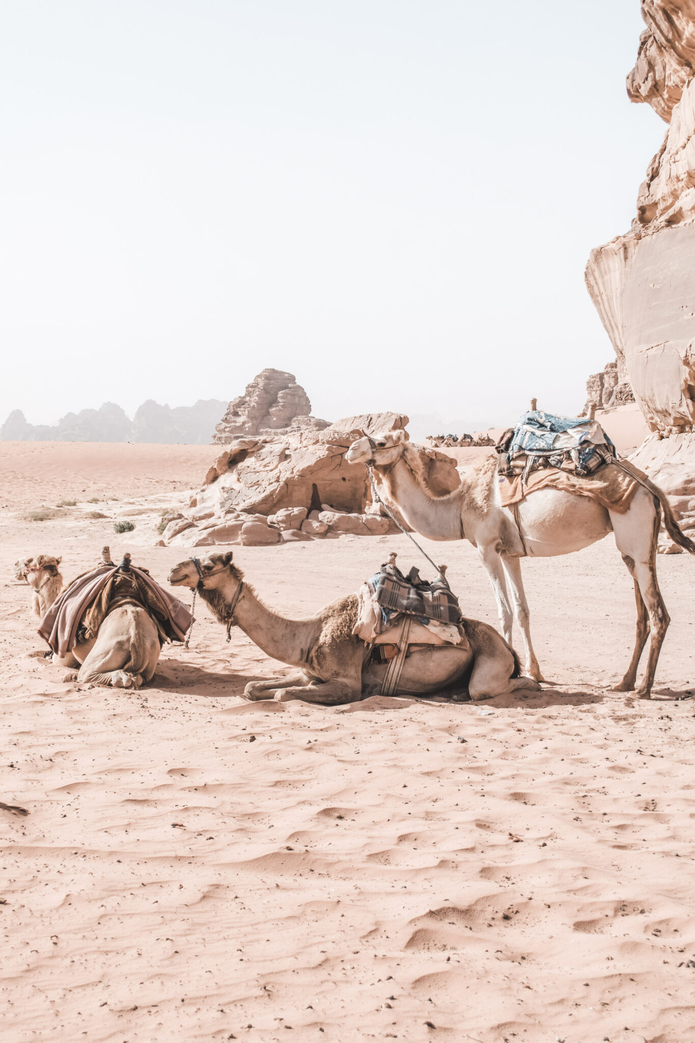 Three camels are seen resting and sitting down in the sands of Jordan. This article covers exploring Jordan.