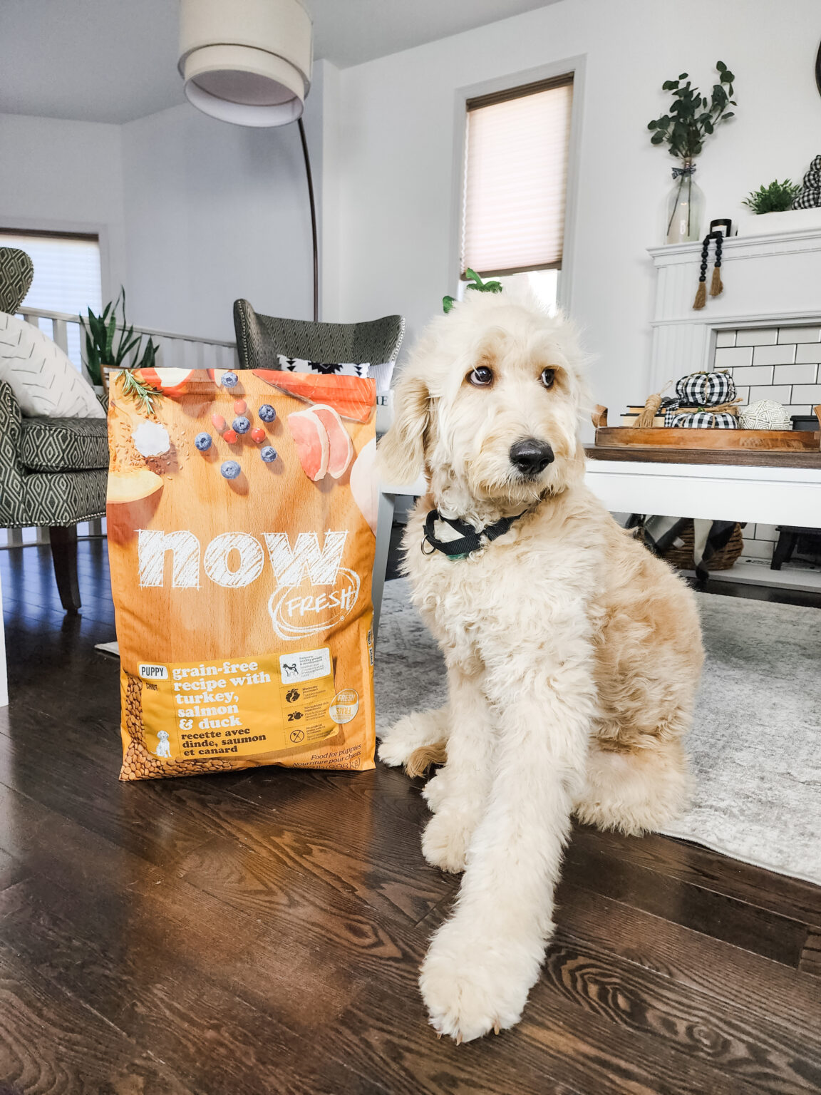 Falling in Love with NOW FRESH Kibble Whispered Inspirations