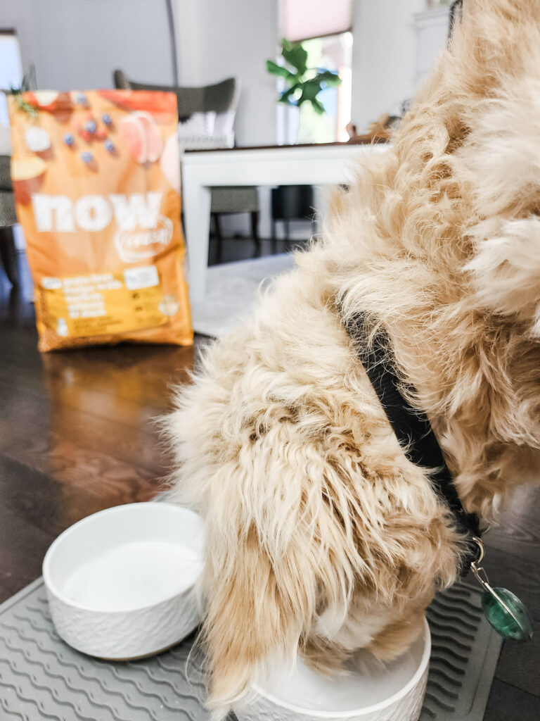 Falling in Love with NOW FRESH Kibble Whispered Inspirations