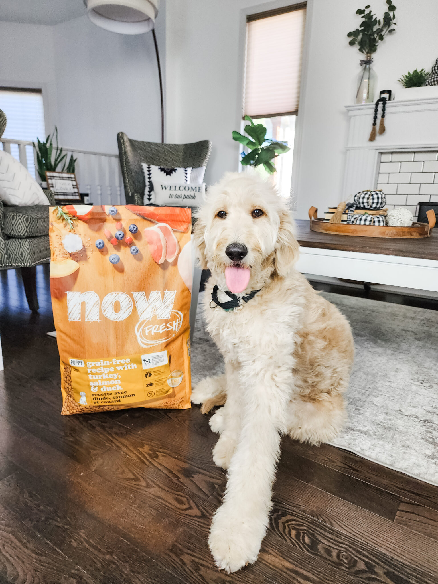 Kimchi is sitting in the living room next to his bag of puppy food from NOW FRESH. This article covers Falling in Love with NOW FRESH Puppy Kibble.
