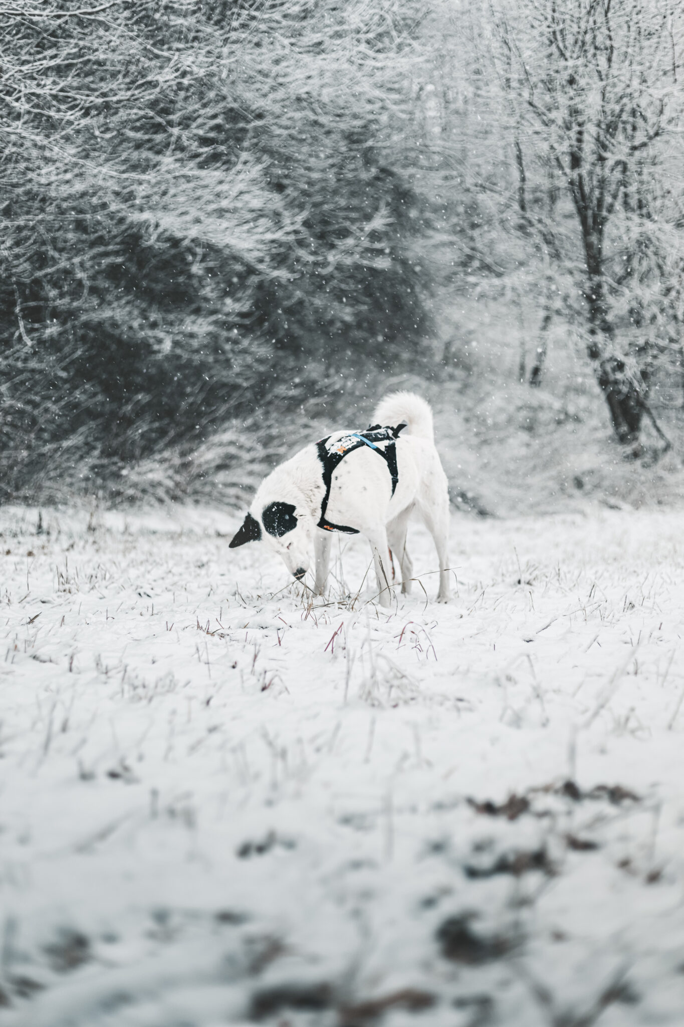 There is a dusting of snow on a yard and a dog is seen sniffing the ground. This article covers essentials to getting your yard ready for winter.