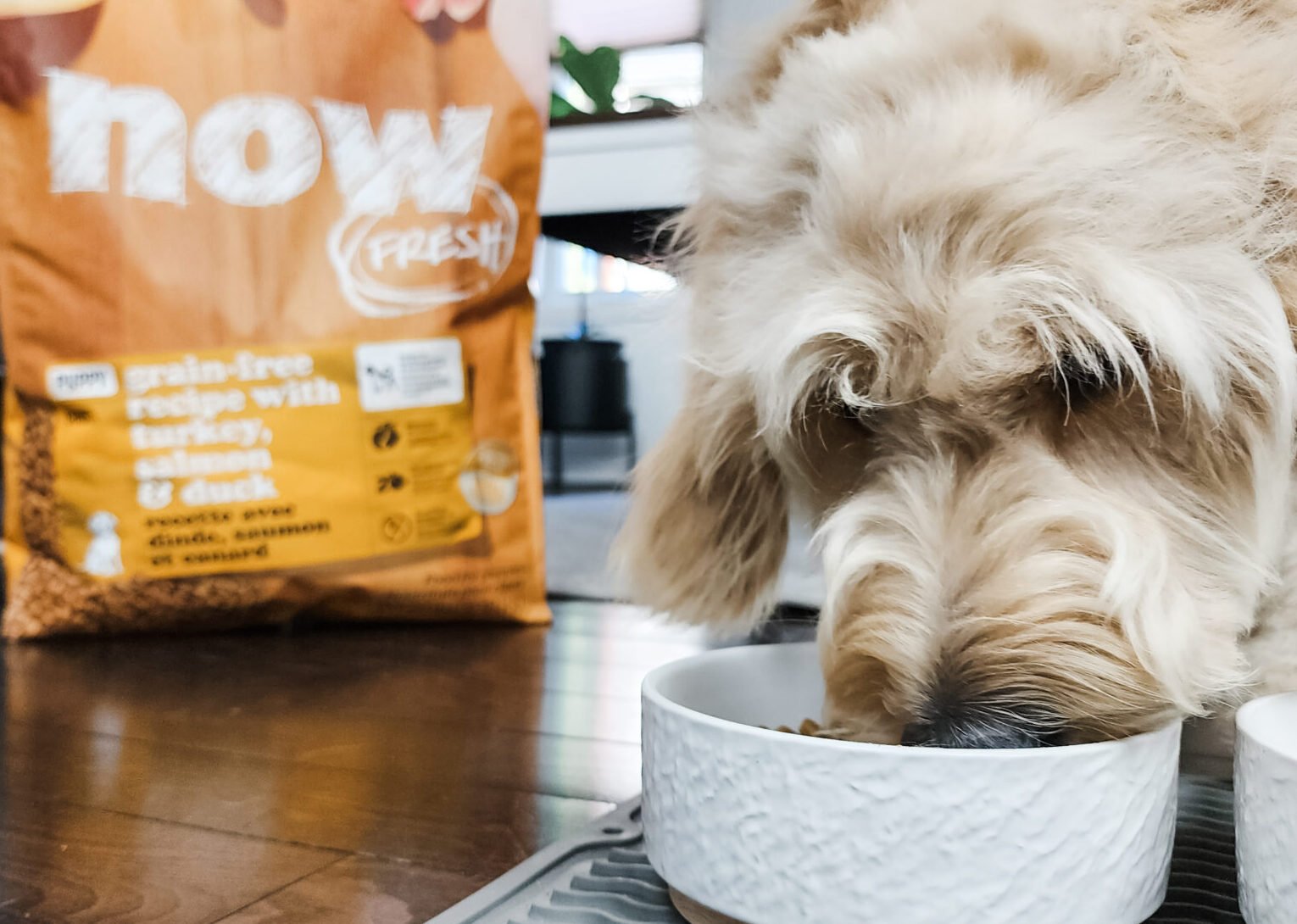 Falling in Love with NOW FRESH Kibble Whispered Inspirations