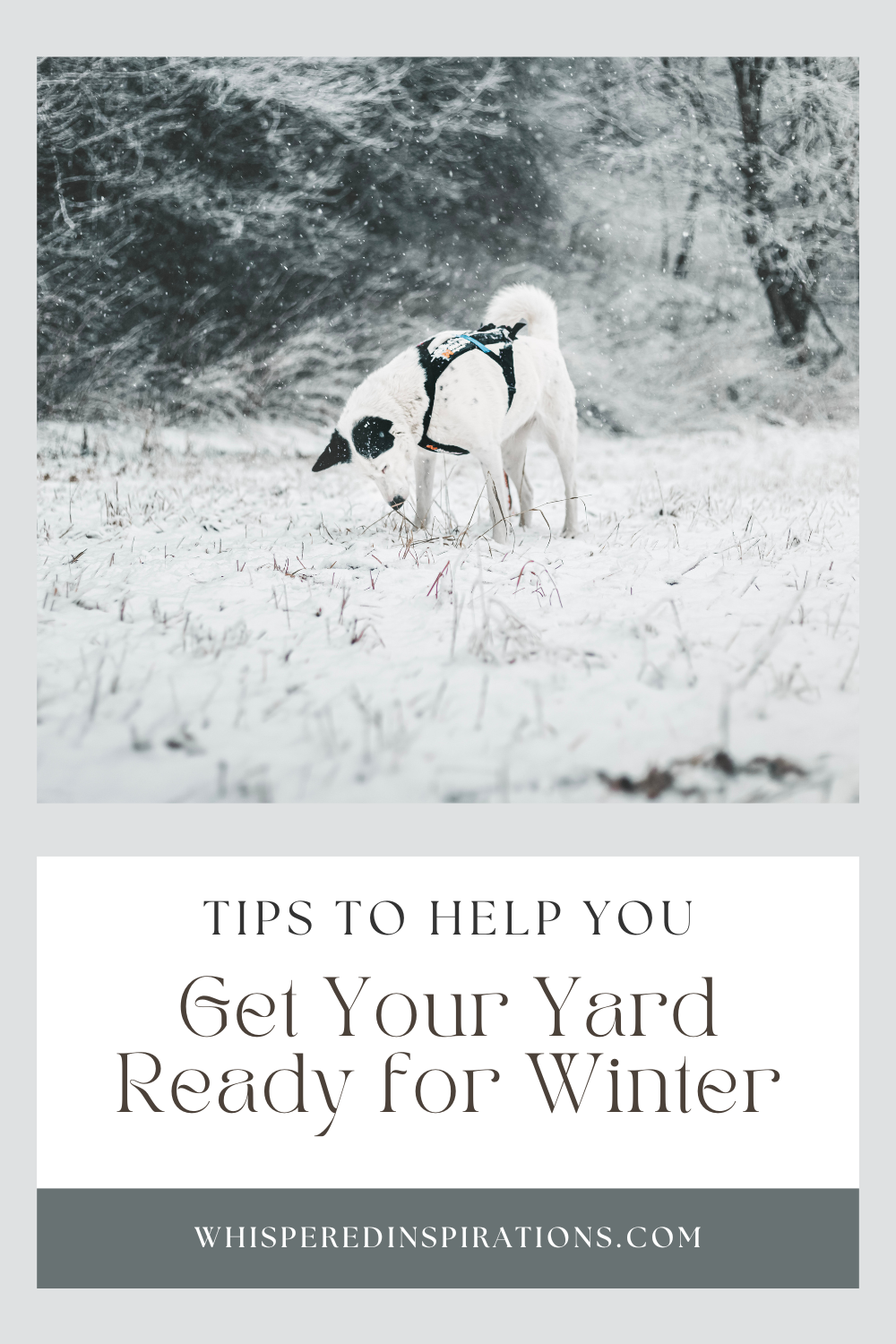 There is a dusting of snow on a yard and a dog is seen sniffing the ground. This article covers essentials to getting your yard ready for winter.