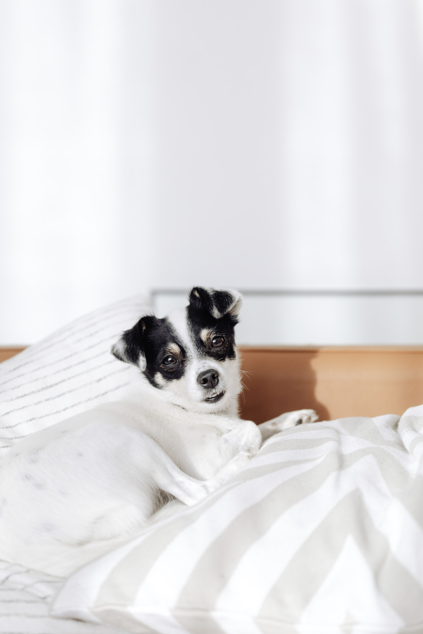 A small white and black dog is resting on a bed. This article covers tips for grooming your furry friend.