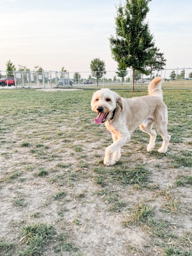 Kimchi, a goldendoodle, is playing in a dog park. This article covers superfood ingredients for quick pet recovery.