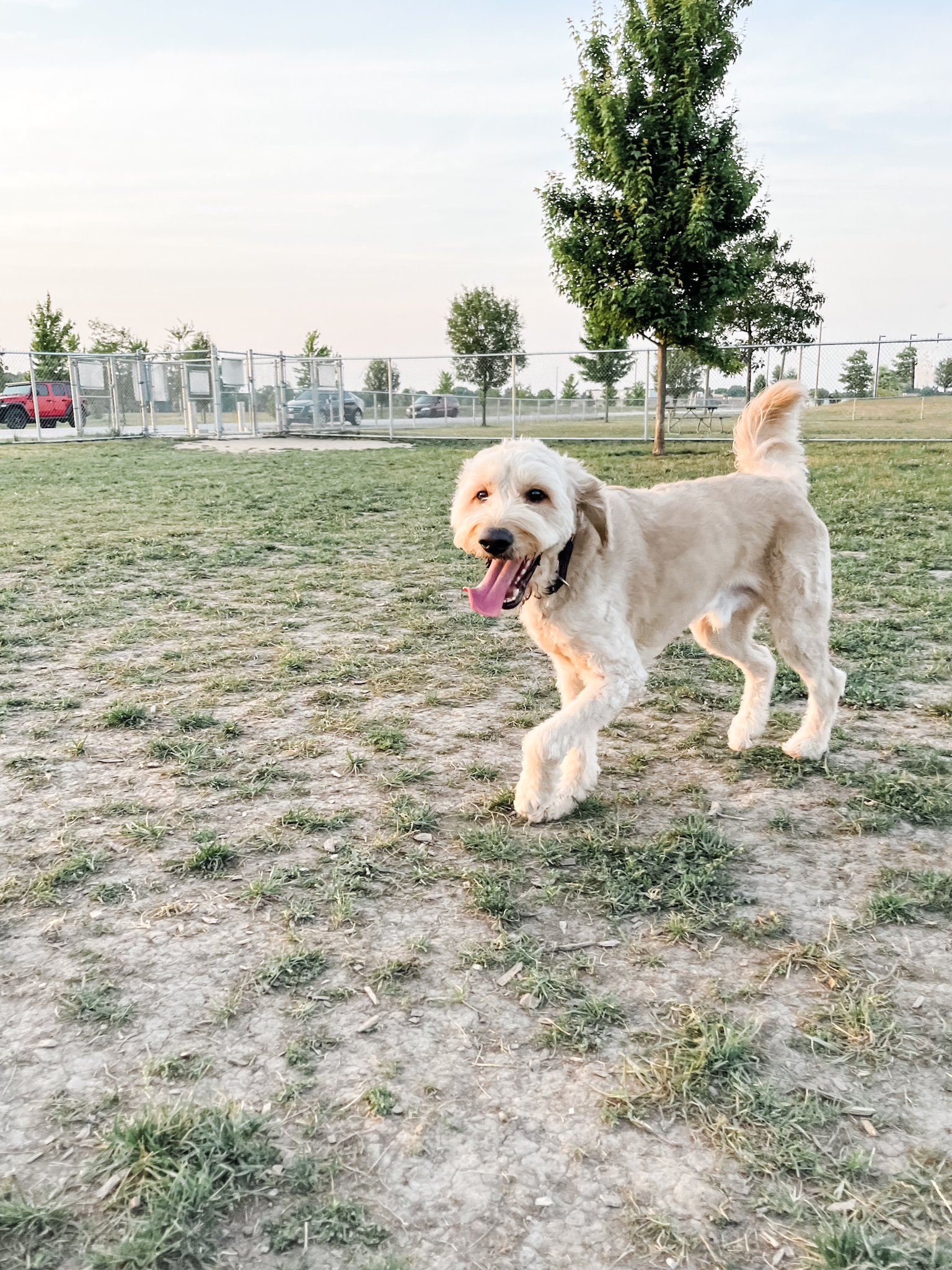 The Perfect Dog Play Pen from Yaheetech