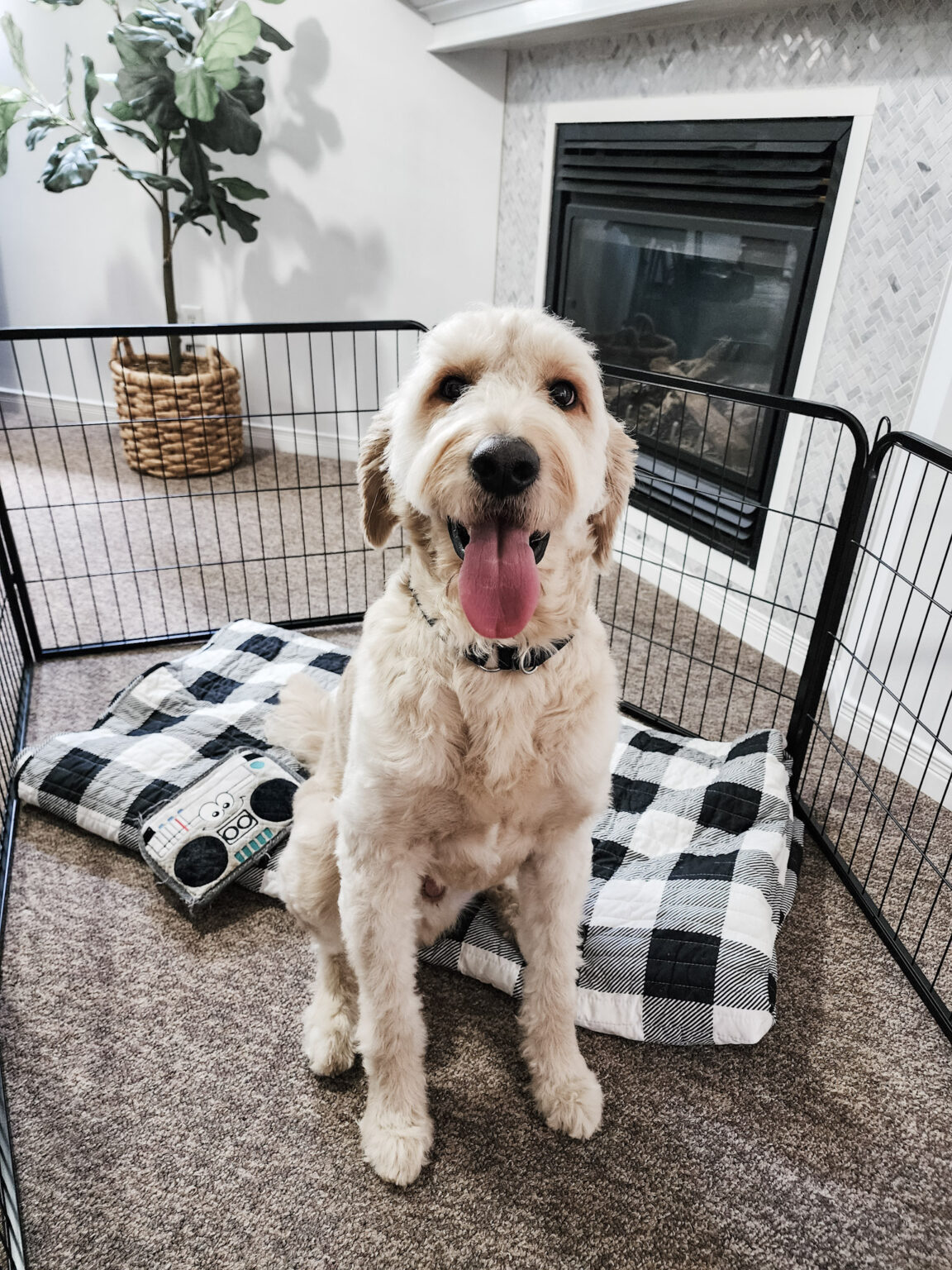 The Perfect Dog Play Pen from Yaheetech - Whispered Inspirations