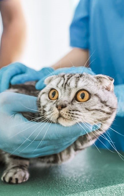 Two veterinarians hold a cat while wearing gloves. This article covers a holistic approach to caring for your pet's health.