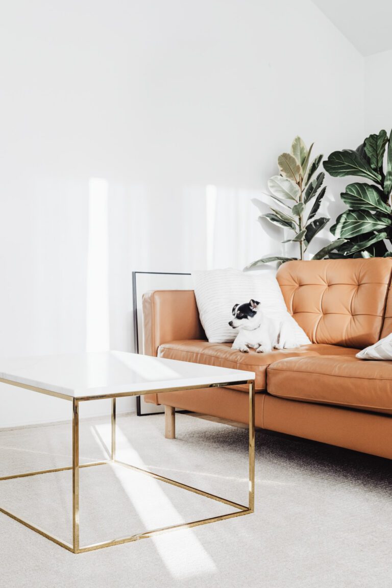 It is possible to have pets and have a chic home. Here are 5 tips for furnishing a stylish pet-friendly home. Use these and you're golden!