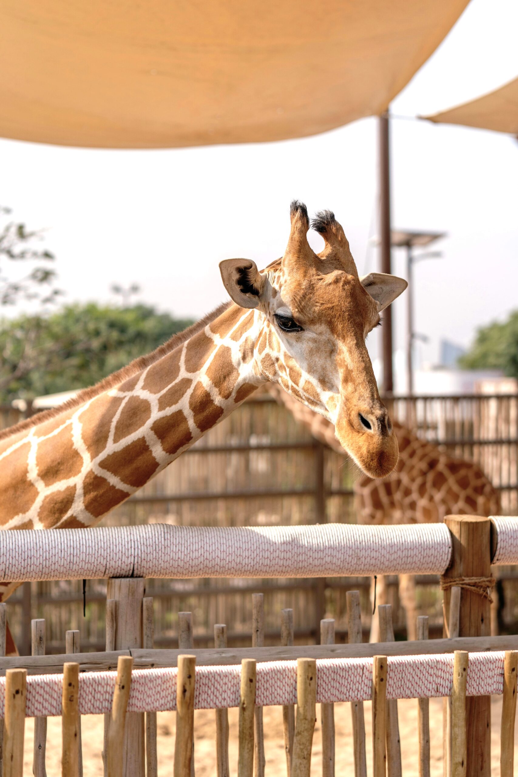 A giraffe stands outside in the Dubai Desert Safari. This article covers top things to know before taking your family on a Dubai Desert Safari.
