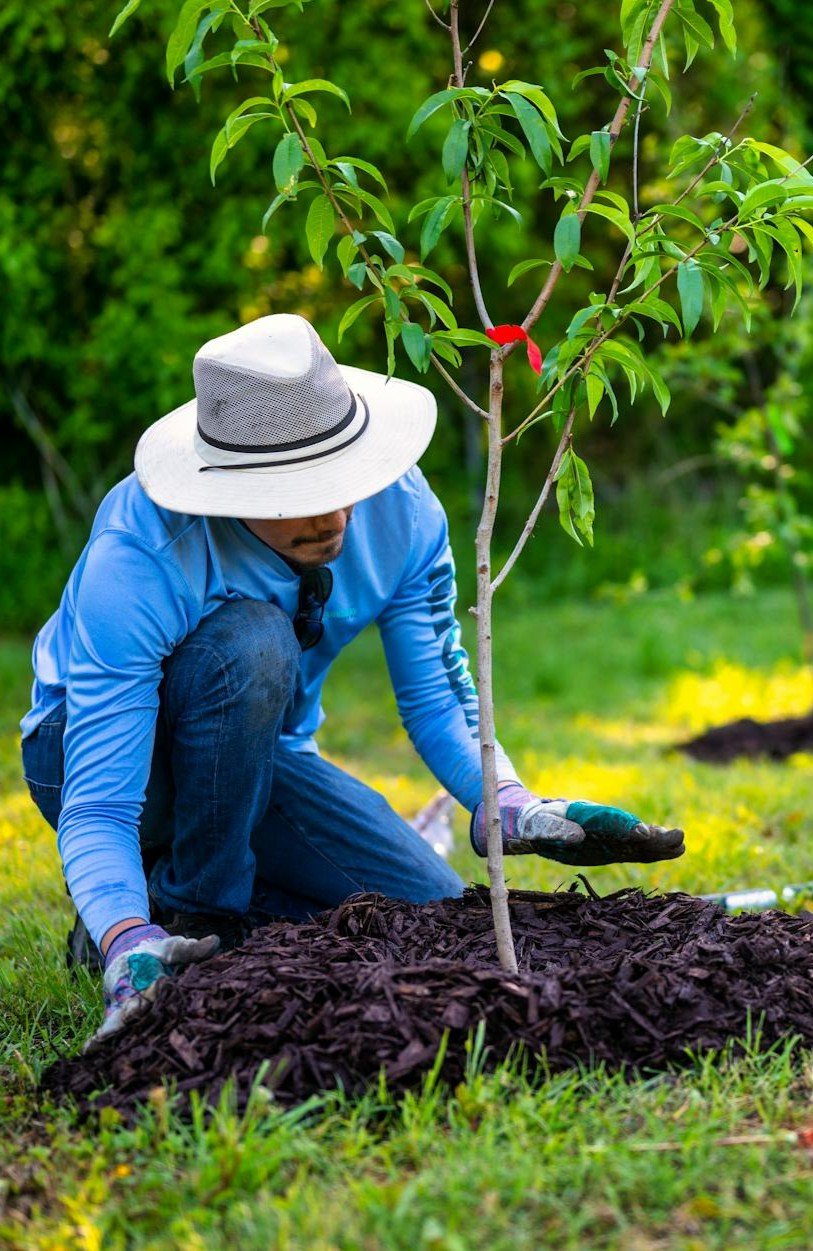A man in blue long sleeve shirt planting a tree with mulch at the base. This article covers how mulch benefits your garden.