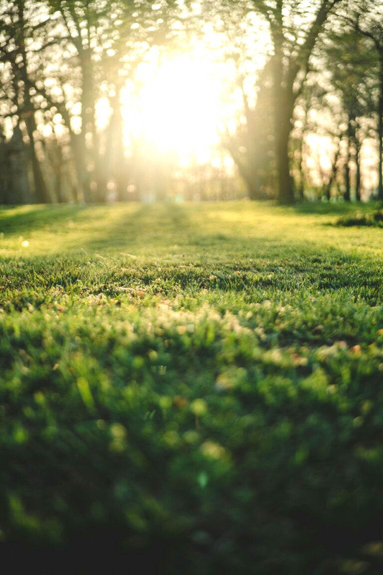 A close up of a well-maintained lawn is shown with trees and a sunset in the background. This article covers how to maintain a healthy lawn all year round.