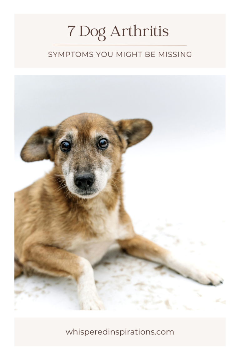 Is your dog slowing down? Understand dog arthritis and how small changes can reveal underlying discomfort for your pet.