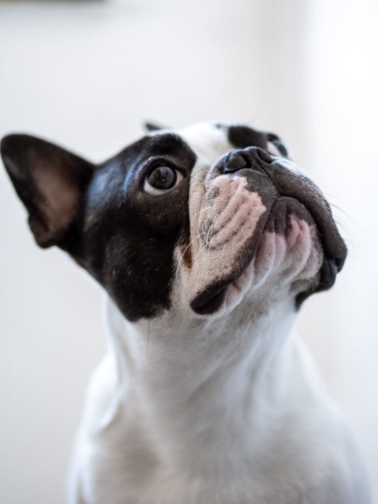 A black and white Frenchie dog looks up to the ceiling. This article covers the reasons monster bully sticks are the healthiest chew for your dog.