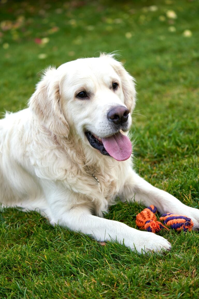 A golden retriever sits in the grass and has a chew toys. This article touches upon things pet owners overlook when buying dog chews.