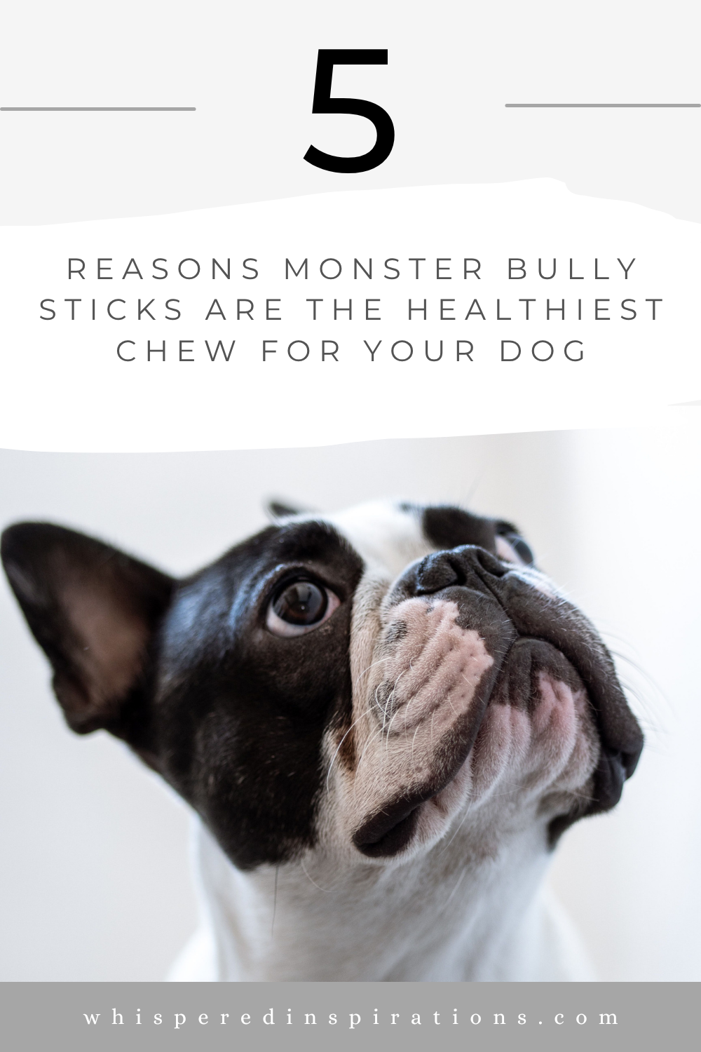 Looking for a safe, single-ingredient chew? Monster bully sticks offer long-lasting dental benefits and digestibility for all dog breeds.
