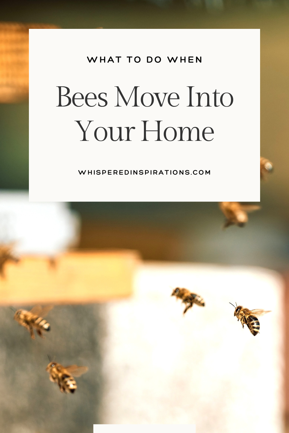 Dealing with a bee infestation in your house? Learn the top warning signs, costly DIY mistakes to avoid, and safe steps to remove the hive.